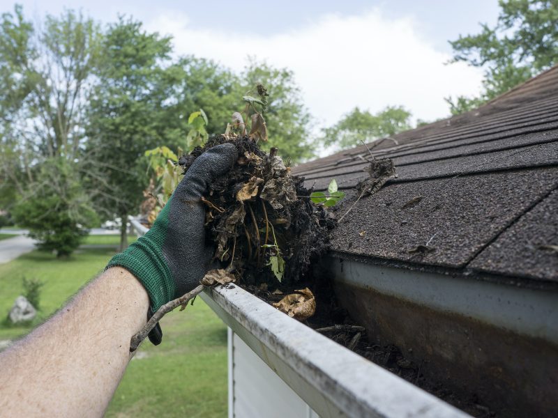 Cleaning gutters filled with leaves and sticks.